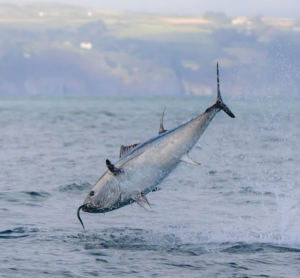 UK bluefin tuna comeback shows nature can recover, says WWF